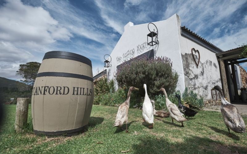 AfriCamps-StanfordHills-Winery
